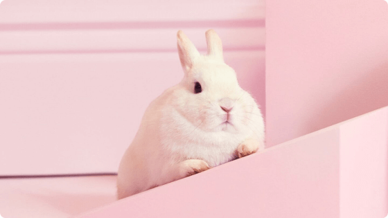 rabbit